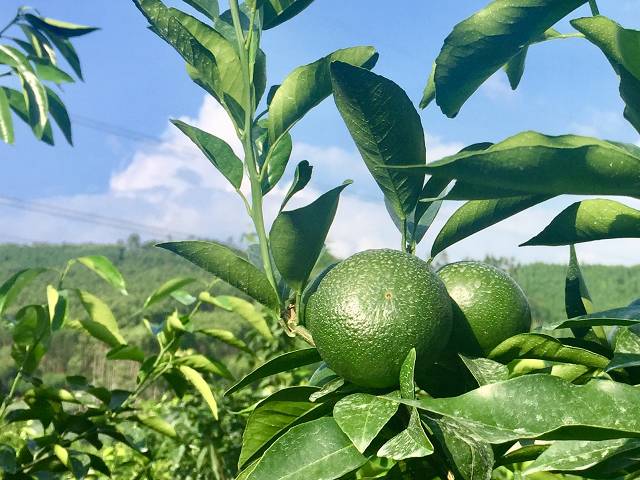 今年武鸣种植沃柑多少亩,武鸣沃柑60亩900万