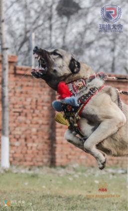北京瑞格犬业,北京瑞格犬业官网