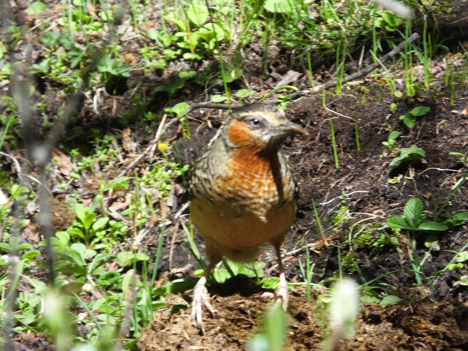 泸亚东线沿途风景,泸亚线穿越原始森林