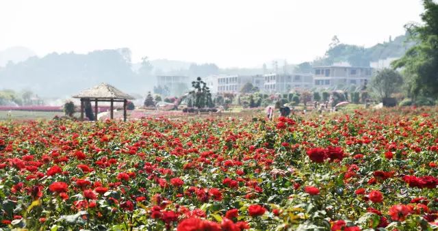 推荐丨你错过的繁花，在这个初秋黄姚花海全还给你！