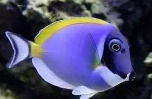 新手打理鱼缸,帮忙修理好鱼缸游戏