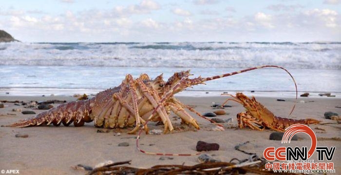 大连金凯瑞国际贸易,大连金凯瑞最新消息