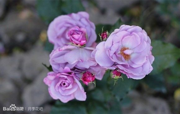 蓝紫色月季无刺品种有哪些,枝条细弱蓝紫色月季品种