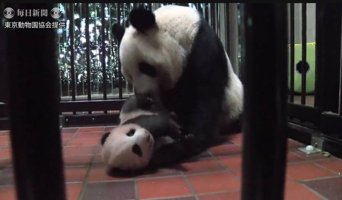 熊猫宝宝起名字是怎么由来的,2021年所有熊猫宝宝名字