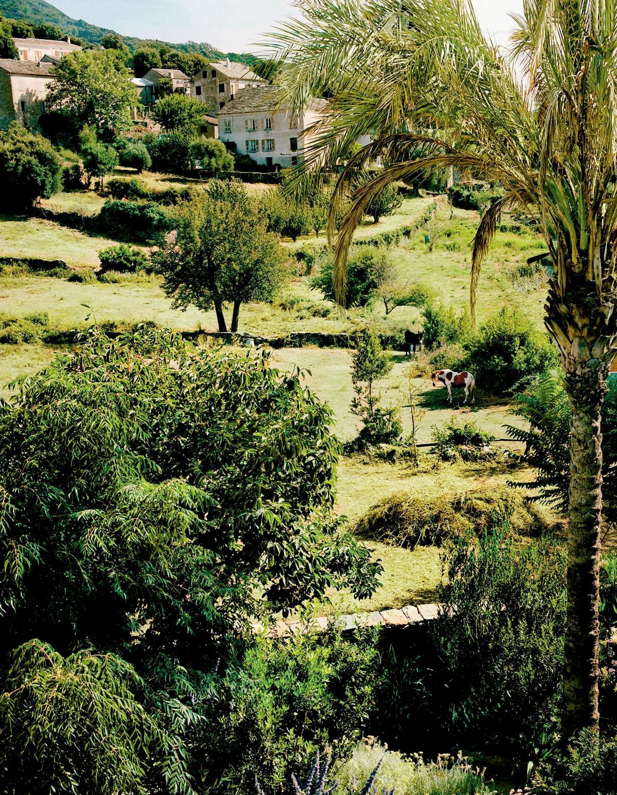 颜究所｜拥有“芳香之岛”美誉的科西嘉绽放着对肌肤有治愈功效的珍贵植物