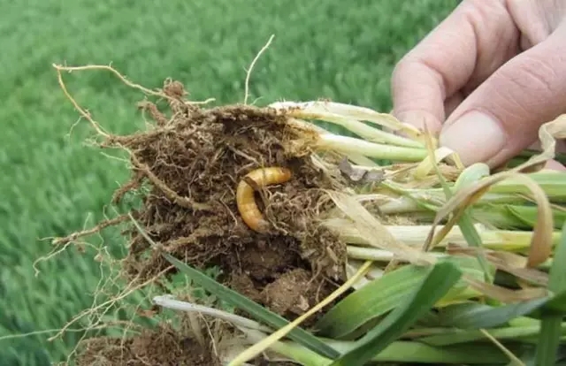 我是害虫！很多人却不认识我！