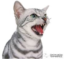 狂犬病相关知识世界狂犬病日,致死率100%的狂犬病你该怎么预防