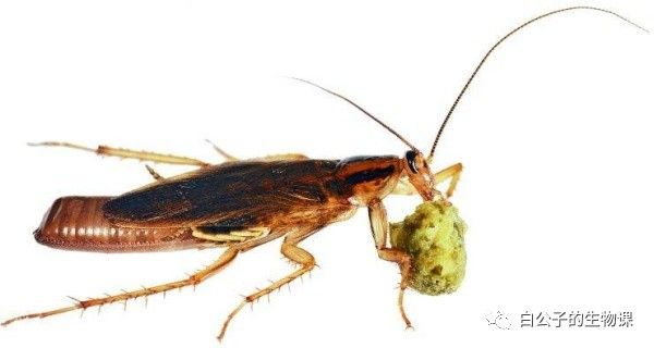 你以为蟑螂什么都吃？可是也有只吃花粉的小清新蟑螂啊！小强万岁！
