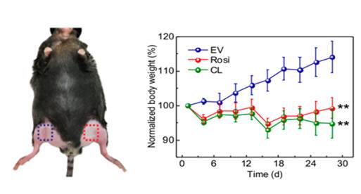 绝了绝了！华人科学家发明将「游泳圈」变为「八块腹肌」的「减肥神贴」，想瘦哪里贴哪里｜奇点猛科技