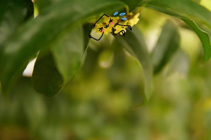 秋意浓，桂枝香（内附超萌桂花表情包,*/\*）