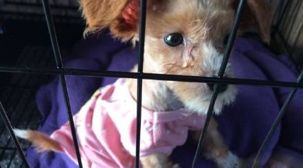 领养的狗狗患上细小，拿不出这么多治疗费，网友求助怎么办