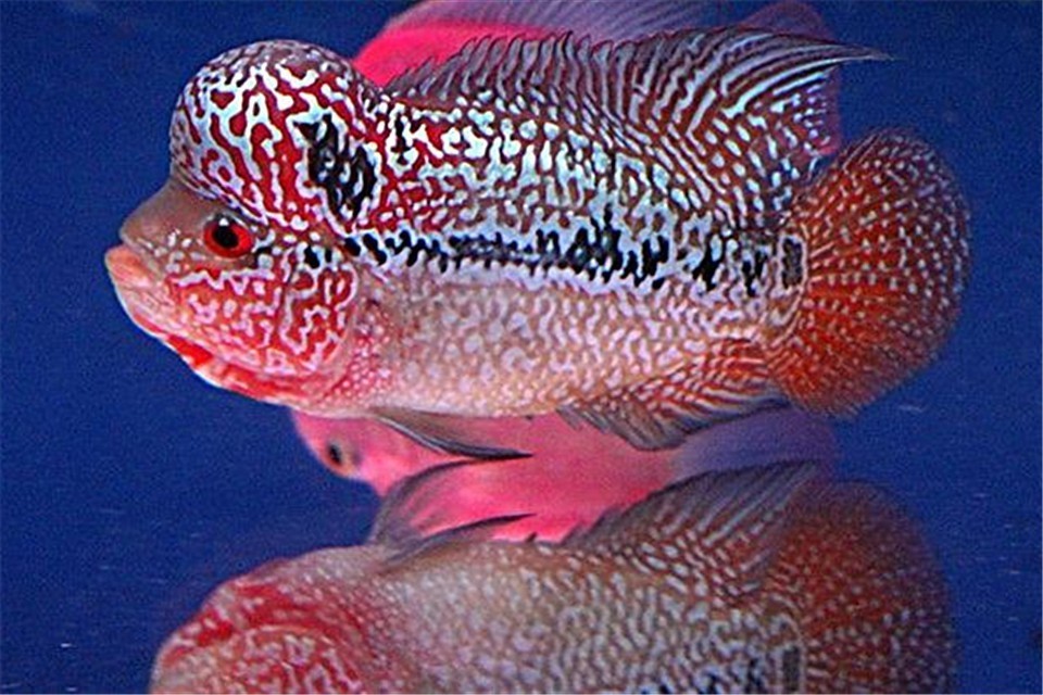 蹭缸能自愈吗,鱼蹭缸子是什么病