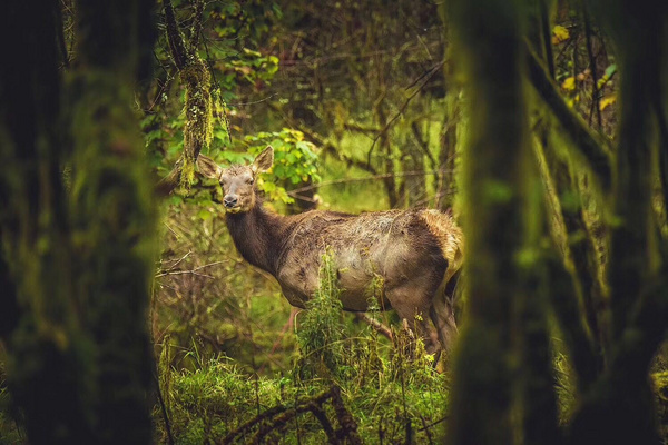 金秋彩林旅游景点,金秋彩林风景区