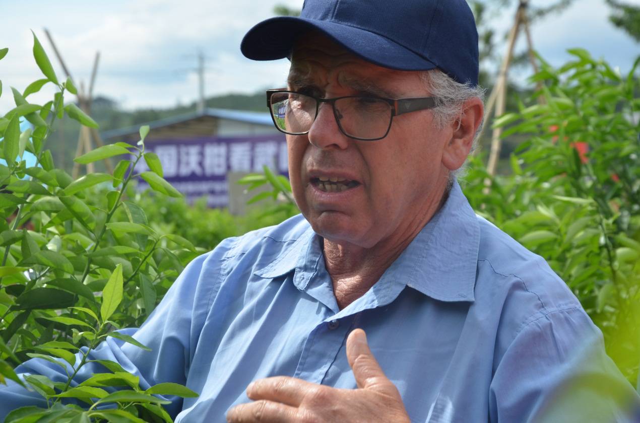 拜耳最新水果,拜耳更好柑橘品种