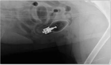 狗子把袜子吃进肚子里面怎么办,不知道狗狗吃了多少只袜子怎么办