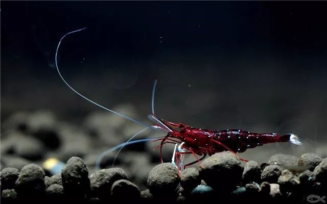 苏虾饲养注意事项,苏虾的养殖方法和注意事项