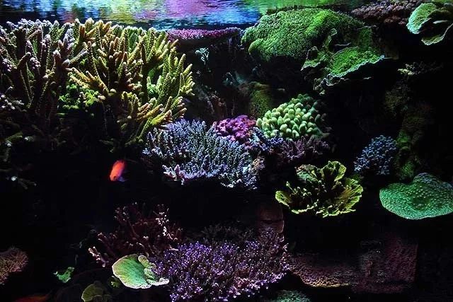 水管工人的美缸,美出新高度!