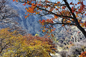 高原金秋，最是灿灿金盏菊