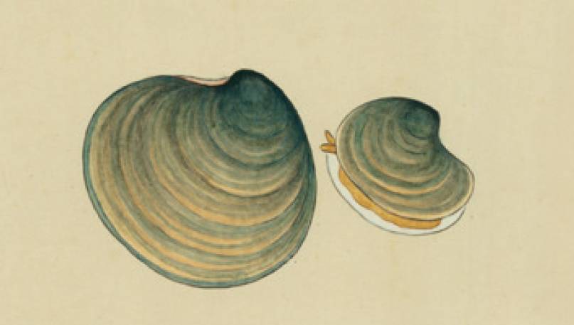 西施舌是什么菜系,西施舌学名叫什么