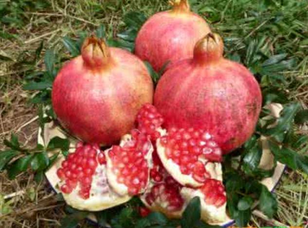 软籽石榴云南丽江,丽江的软籽石榴