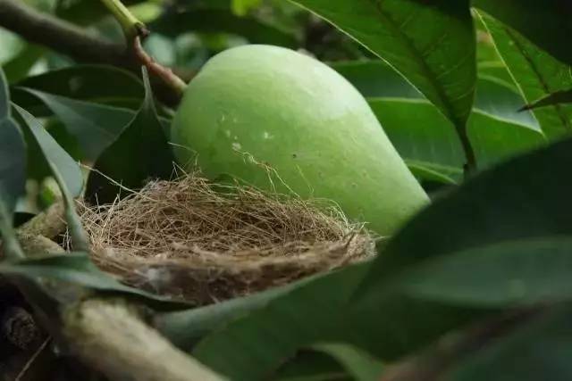 果园免费试吃,果园免费试吃大全