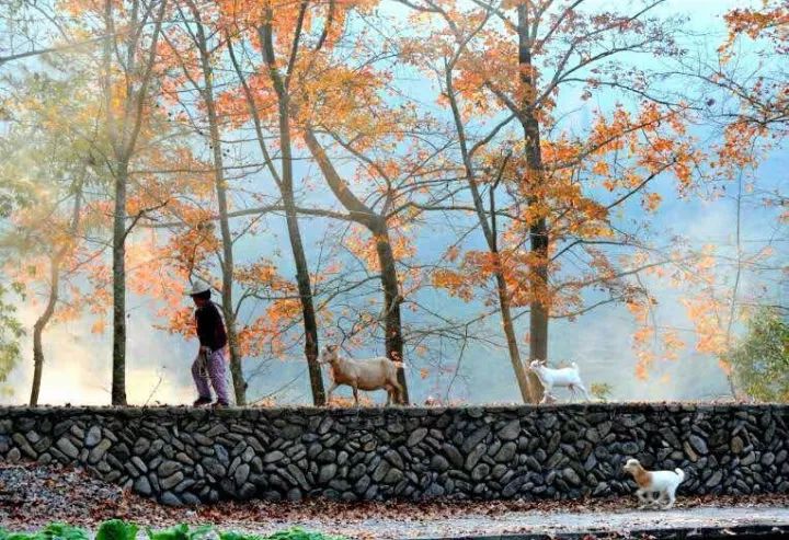 这是一份打开“楠溪江之秋”调色板的攻略！请收下！