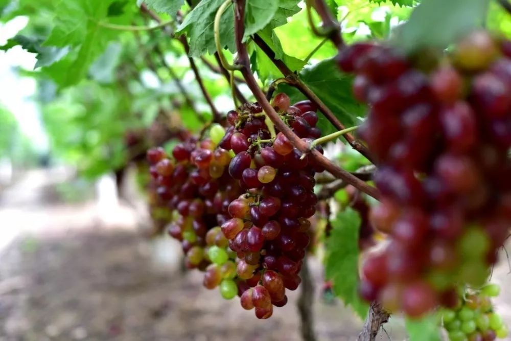 十月采摘水果,红提采摘节