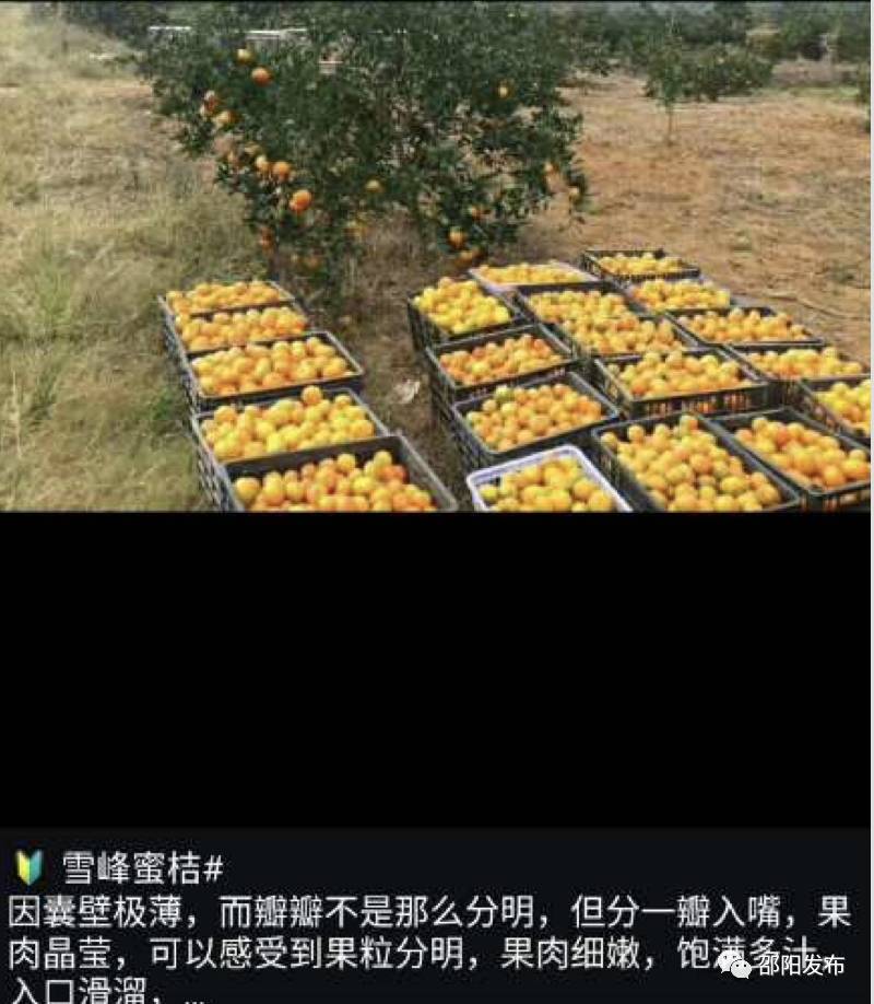 湖南邵阳市长刘事青为山区电商女孩“站台”打广告