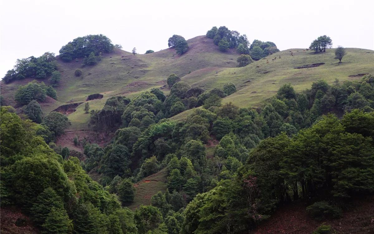 芒市黑河老坡沿途自然风景,芒市苤菜坝和黑河老坡一样吗