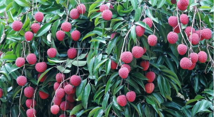 惠州巽寮出海打鱼图片,惠州巽寮湾捕鱼什么时间