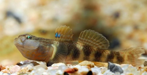 水生生物有哪些简单常见,水生常见生物