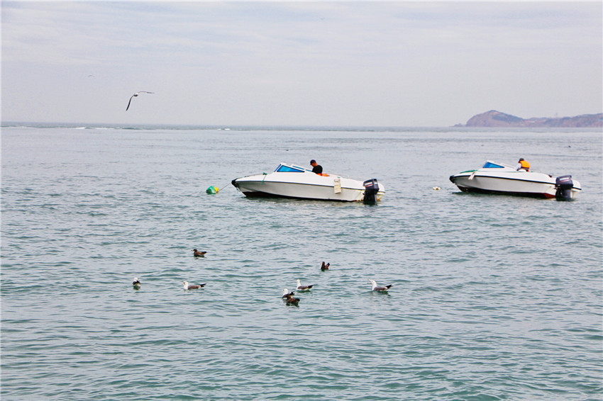 探海外仙境海驴岛,寻找海鸥王国的故事