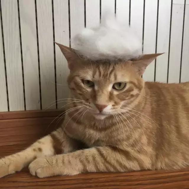 最好用的猫咪梳毛神器,贝壳梳猫咪推荐