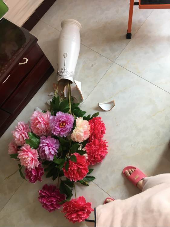 主人养了一只猫的视频,猫中哈士奇暹罗猫