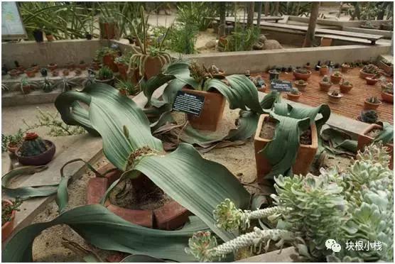 2019上海多肉展仙人球,2023泰国多肉展会直播