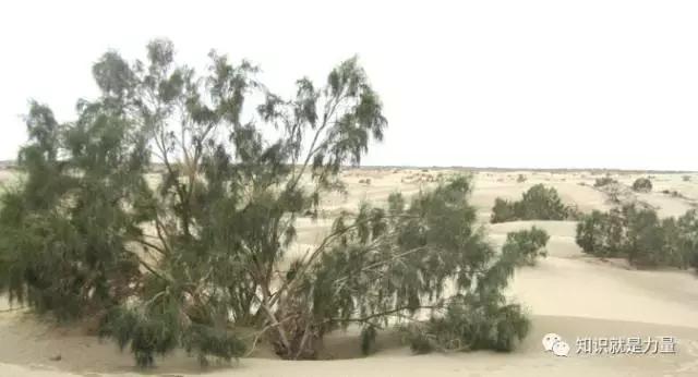 塔克拉玛干沙漠的植物有哪些,塔克拉玛干沙漠特殊的植物