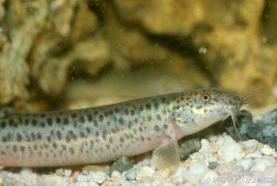 鱼缸里养泥鳅的正确方法,泥鳅好养吗适合养在鱼缸里吗