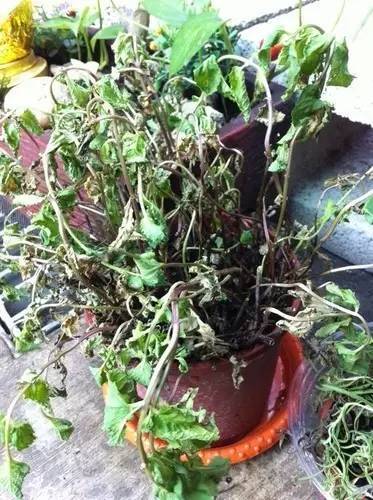 移栽的薄荷叶子蔫了怎么救活,种植的薄荷叶子枯萎怎么办