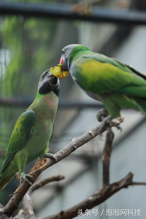 佳能6dmark2的标准参数,入门全画幅佳能6d