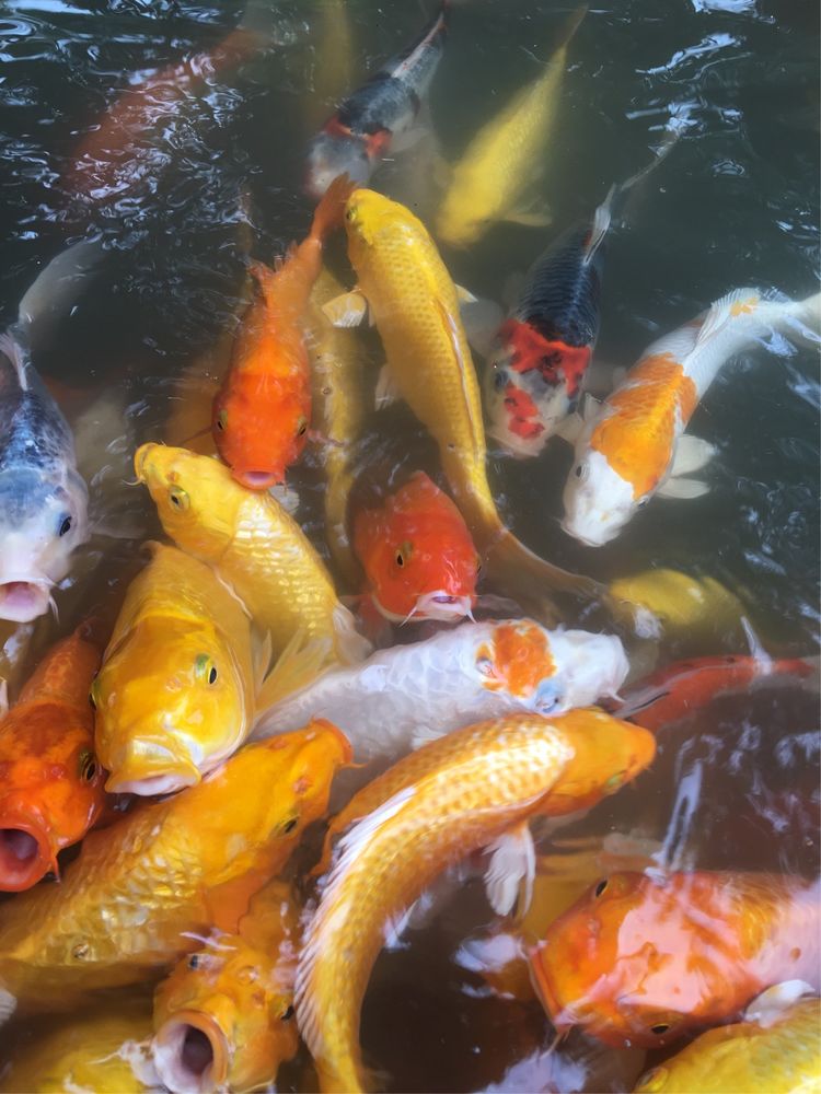 三亚之旅摄影,三亚之旅游艇