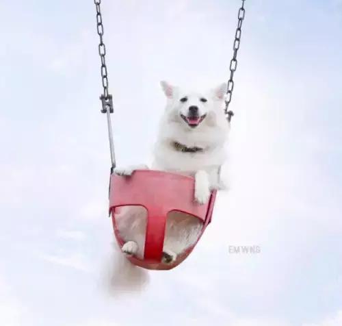 养了一只柯基,养了一只柯基和博美