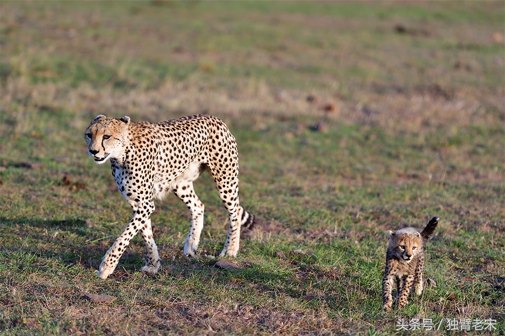 非洲马赛人有多厉害狮子都被吓跑,马赛人手拿一支长矛单挑一头狮子