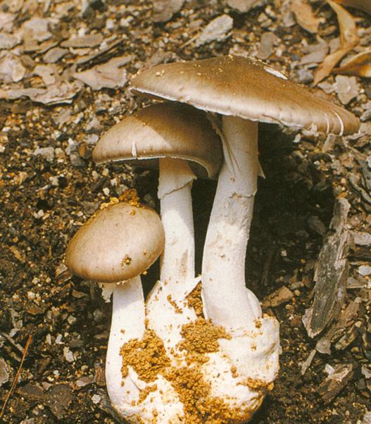 云南旅游一定要买玉吗,去云南旅游要不要买玉镯子