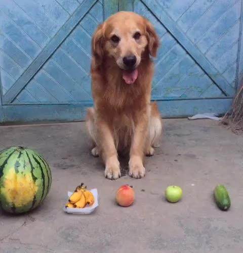 金毛犬的智商有多高,金毛犬智商有多高