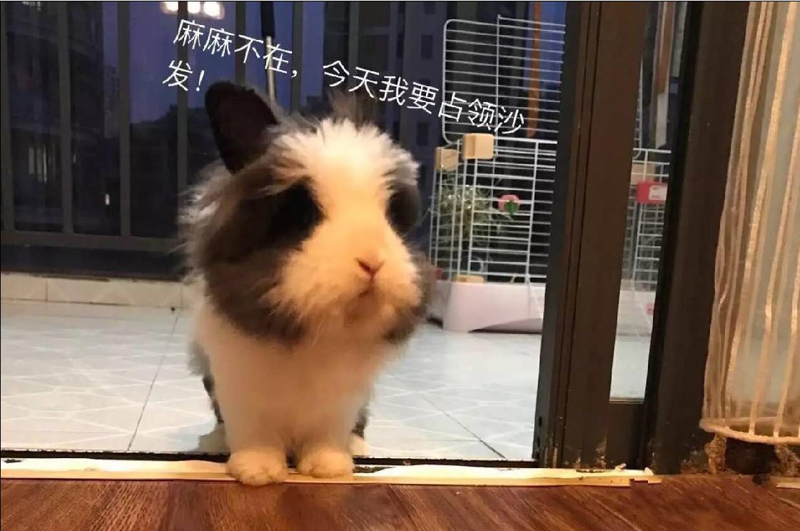 宠物篇-兔子1：想不想养一只甜馨同款的小兔兔呢~来来来~这里有大量萌兔奉上~