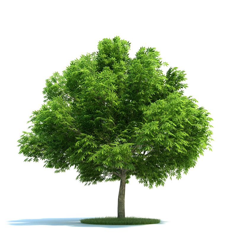 四年级画一棵大树写上各种计划,用一棵大树画出春夏秋冬