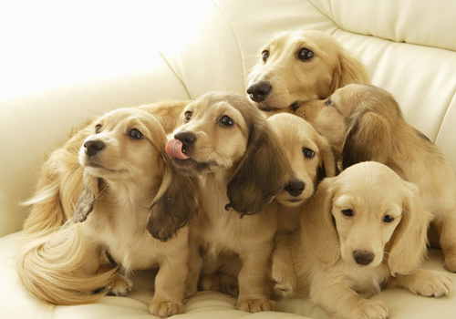 狗狗贫血什么原因导致的,狗狗贫血很厉害的症状有哪些