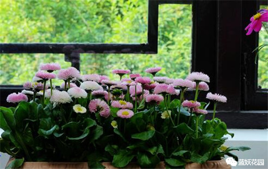 养花必须知道的常识,花一般是怎么养死的