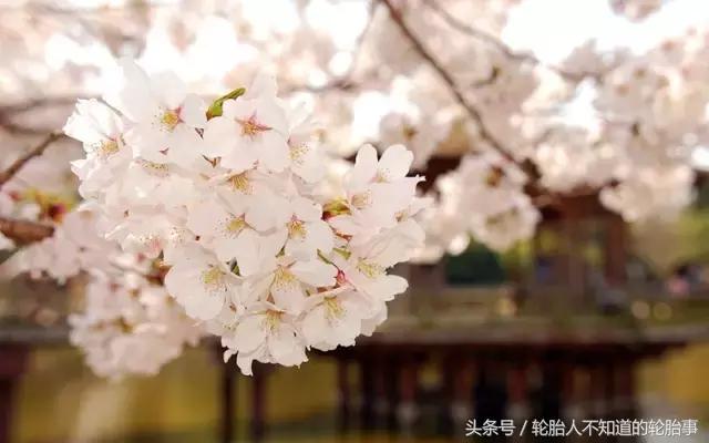 樱花轮胎理念,新一代樱花轮胎