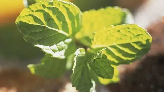 夏季37度高温薄荷如何养,薄荷是夏天的植物